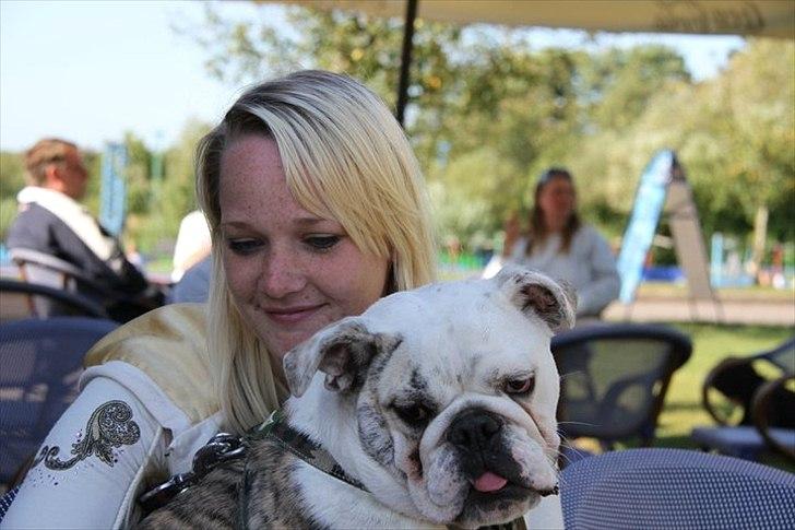 Engelsk bulldog Maggie billede 6