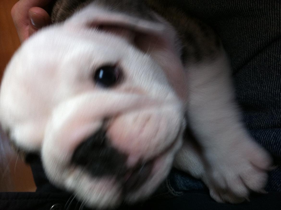 Engelsk bulldog Maggie billede 7