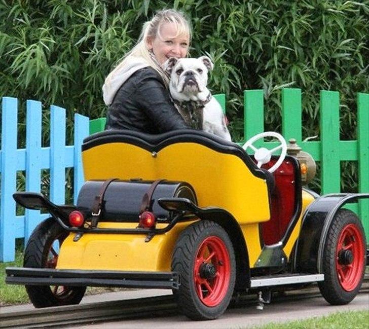 Engelsk bulldog Maggie billede 8