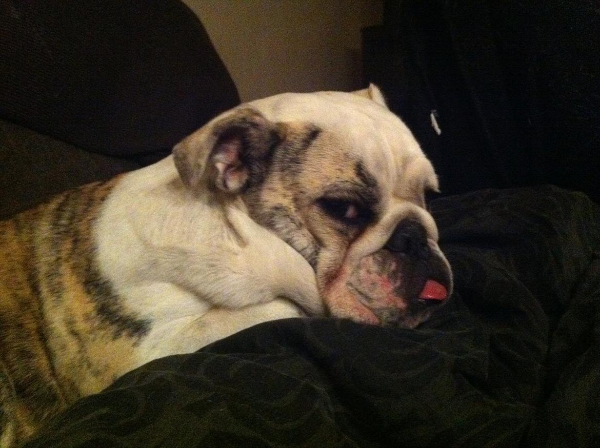 Engelsk bulldog Maggie billede 9