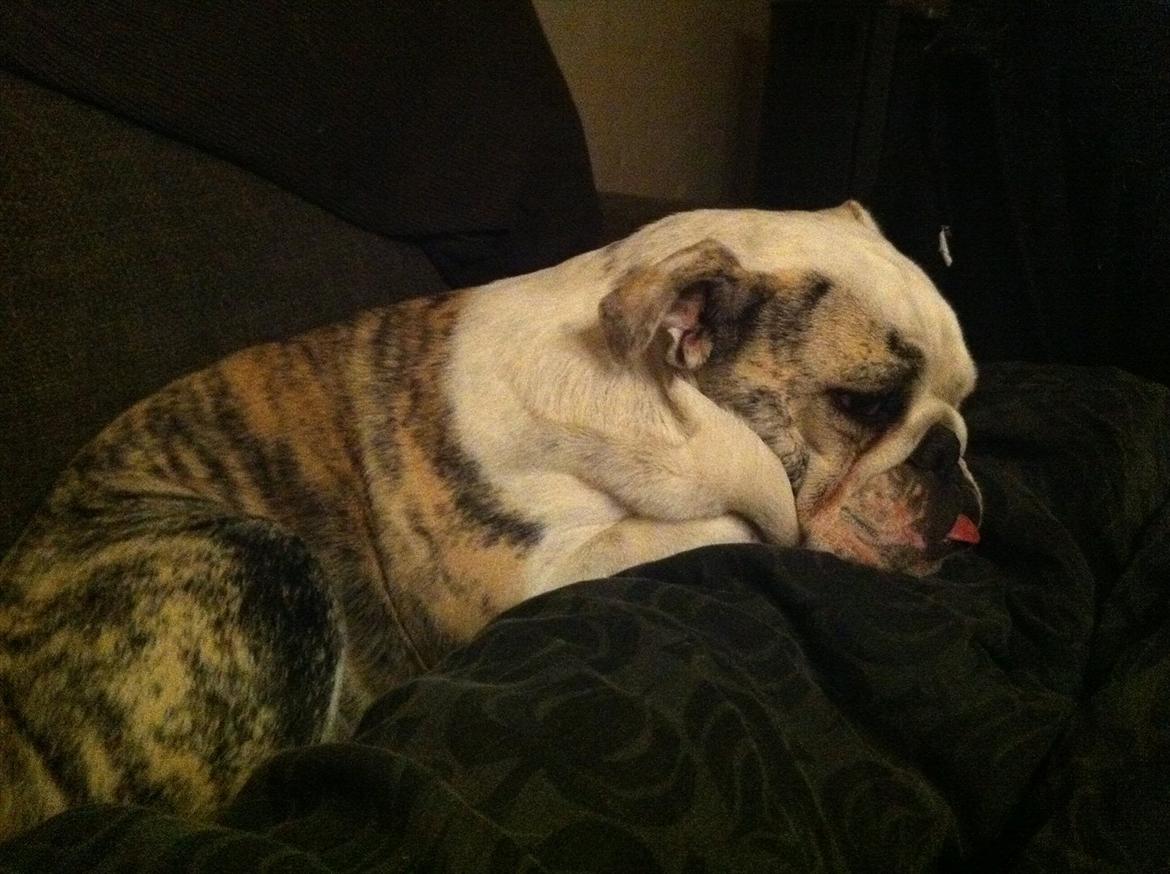 Engelsk bulldog Maggie billede 10