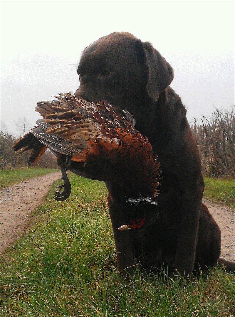Labrador retriever Baloo (Coco loco´s voyage - Fra fasan-jagt billede 20