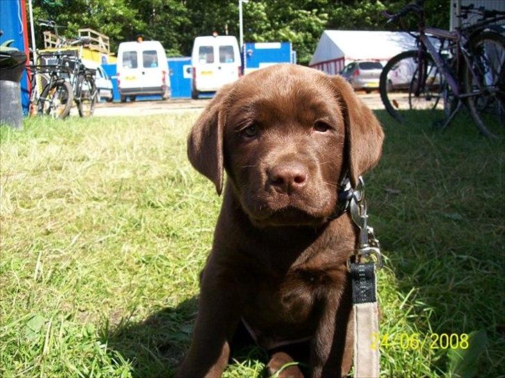 Labrador retriever Baloo (Coco loco´s voyage - Lille baby-Baloo :-) billede 12