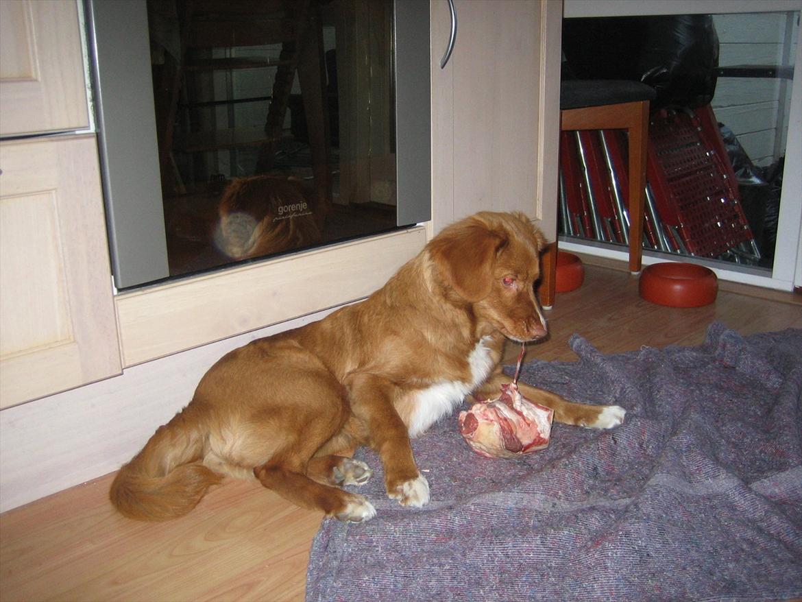 Nova scotia duck tolling retriever Malou - Lækkert..:) billede 4