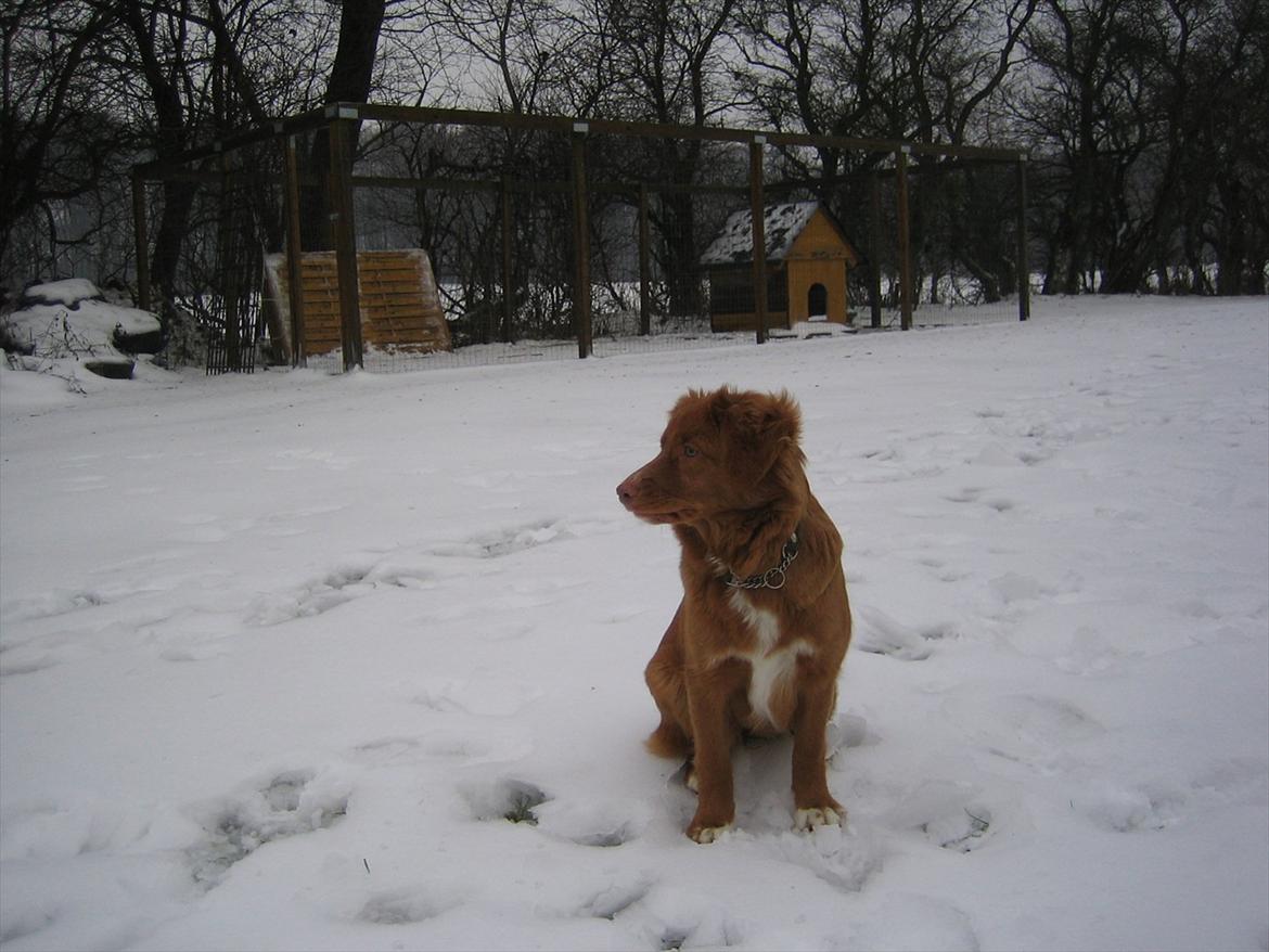Nova scotia duck tolling retriever Malou - Malou elsker sneen <3 billede 6