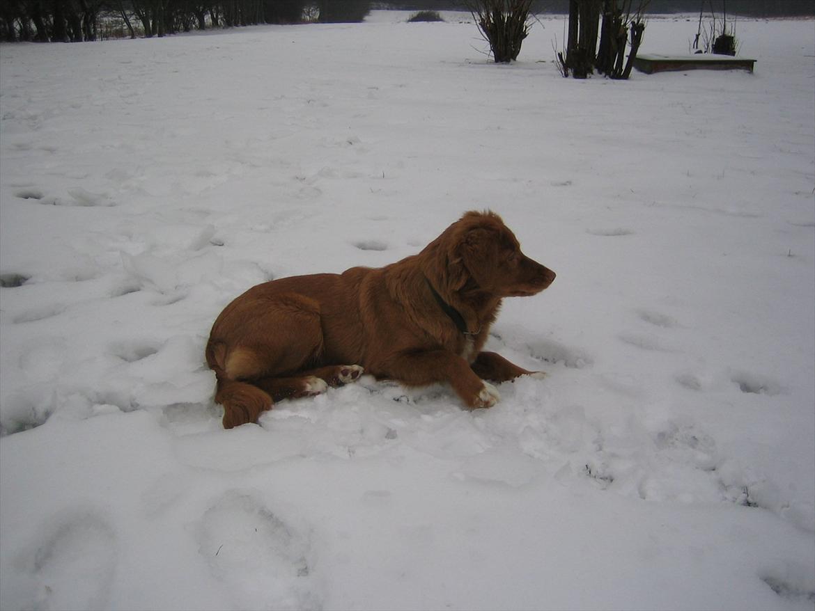 Nova scotia duck tolling retriever Malou - Det er skideskøndt <3 billede 8
