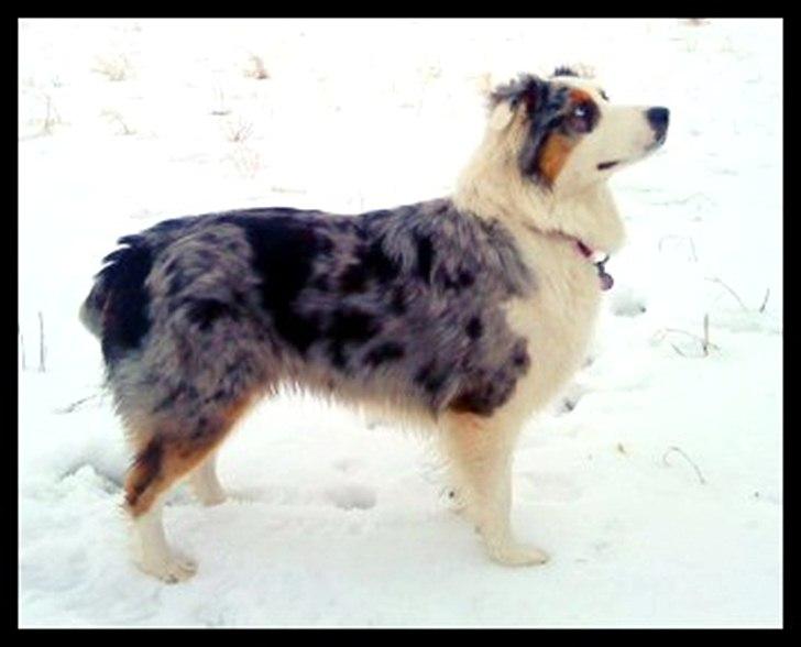 Australian shepherd Nivea billede 11