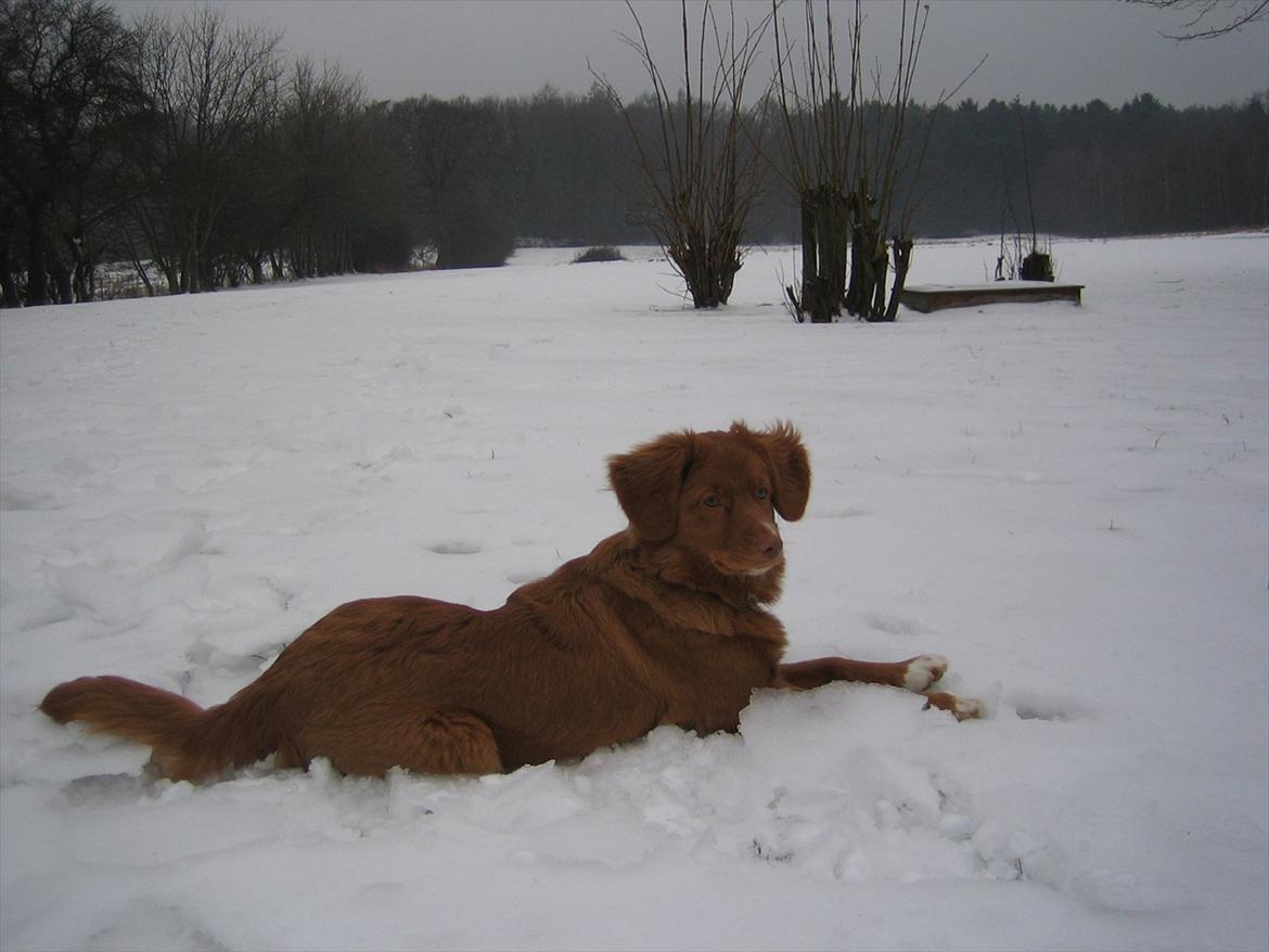 Nova scotia duck tolling retriever Malou - Hihi <3 billede 9