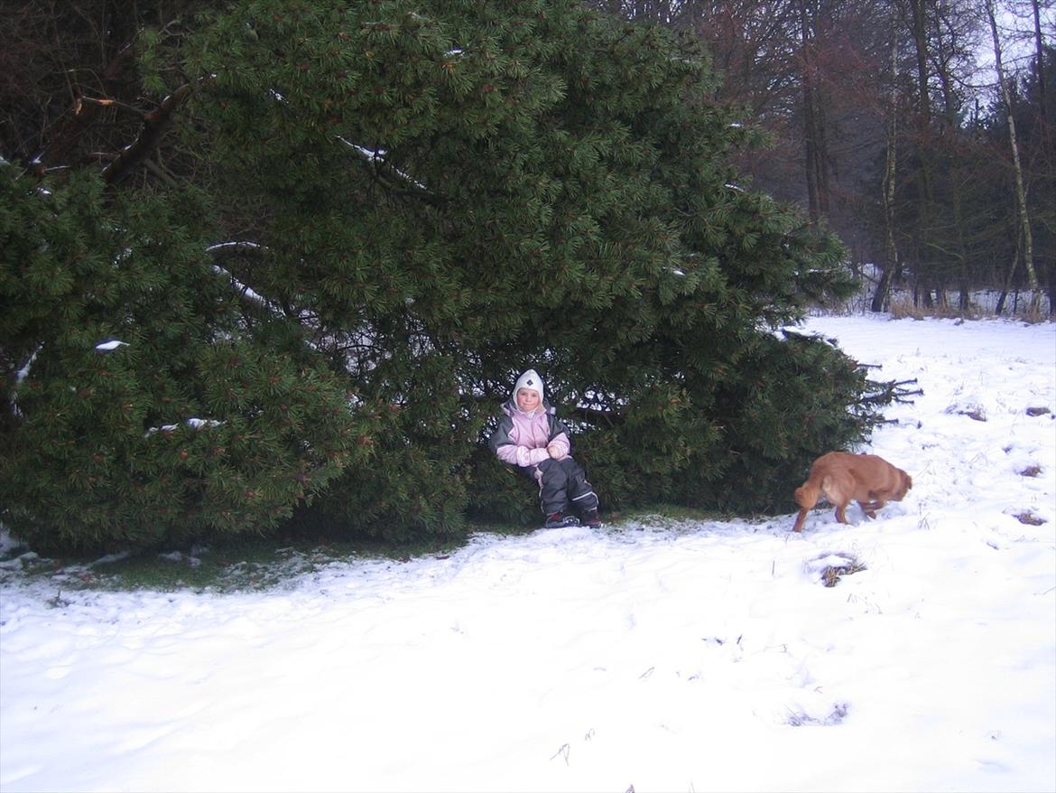Nova scotia duck tolling retriever Malou - (Da jeg var Lille) Jeg faldt i en busk <3<3 og malou er bare sød som altid. billede 10
