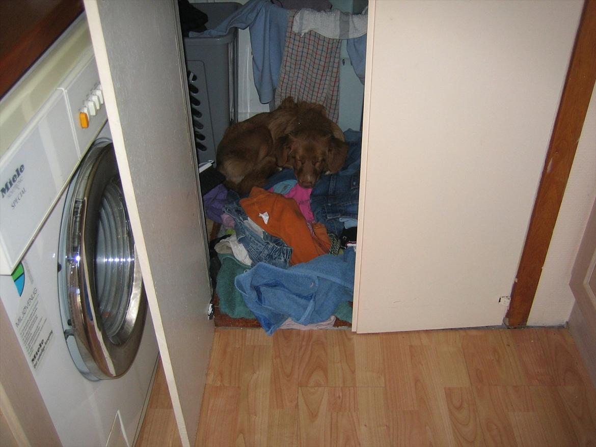 Nova scotia duck tolling retriever Malou - Hyggeligt <3 billede 11