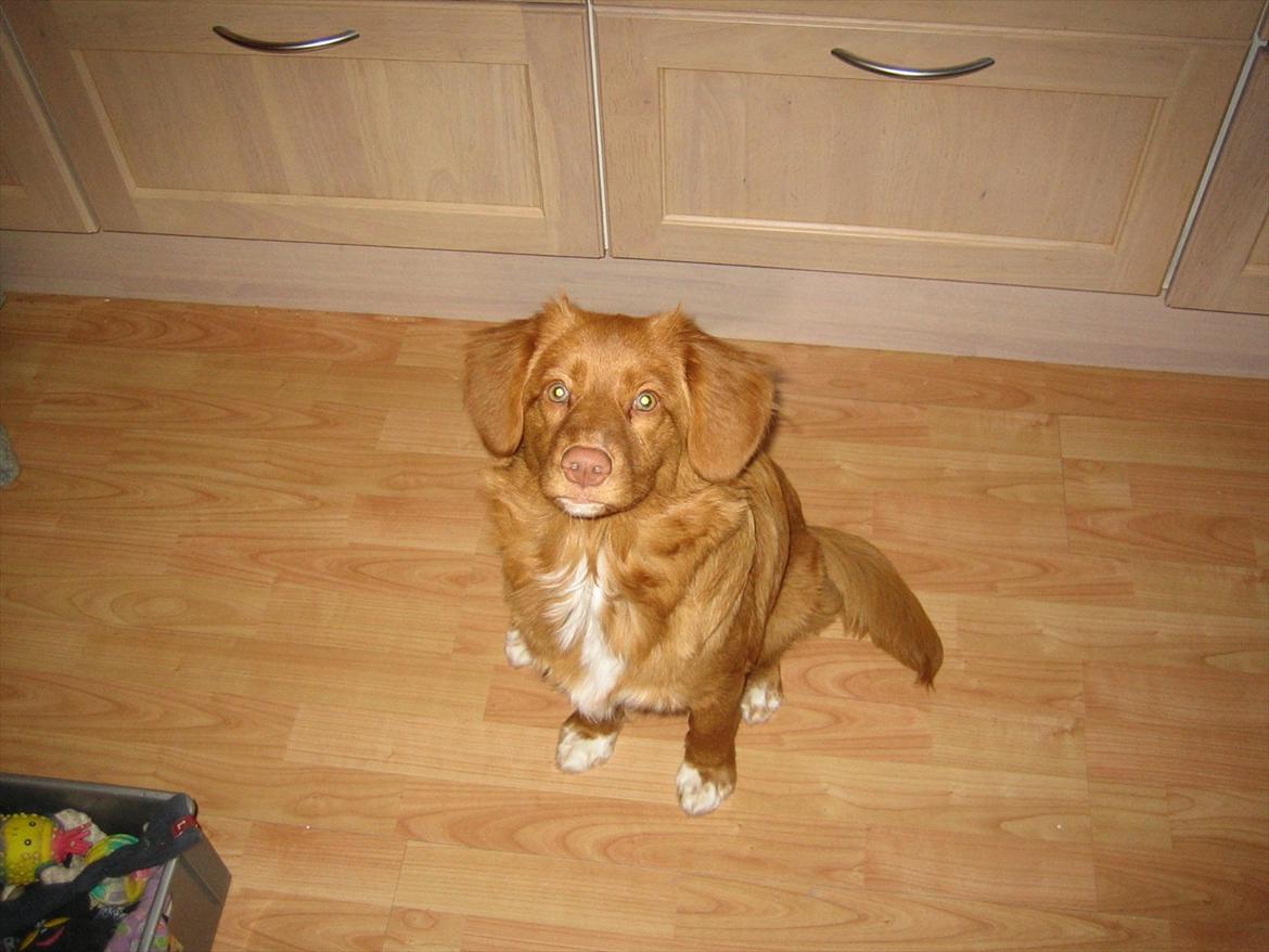 Nova scotia duck tolling retriever Malou - Hej med dig!! ;D billede 12