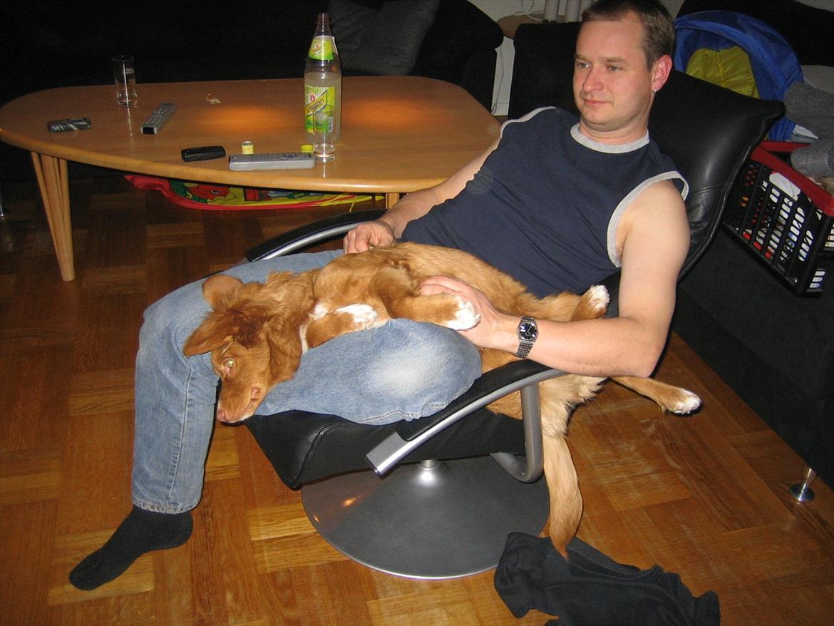 Nova scotia duck tolling retriever Malou - Ihh hvor er det bare skøndt haha ;) billede 3