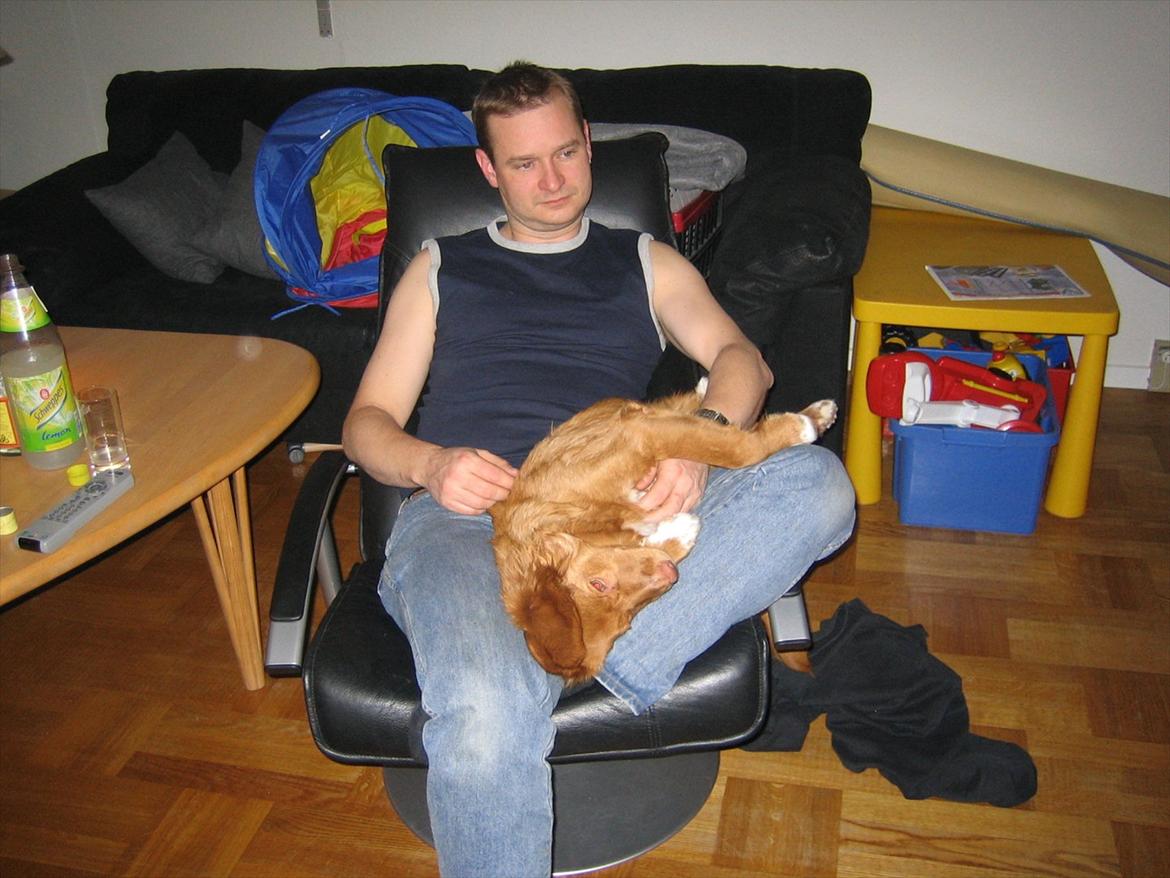 Nova scotia duck tolling retriever Malou - Deter da bare livet <3 billede 13