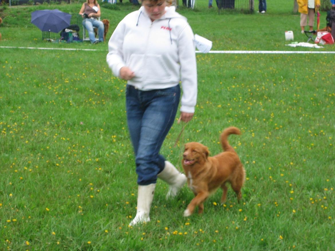 Nova scotia duck tolling retriever Malou - Smuk som altid :P billede 14