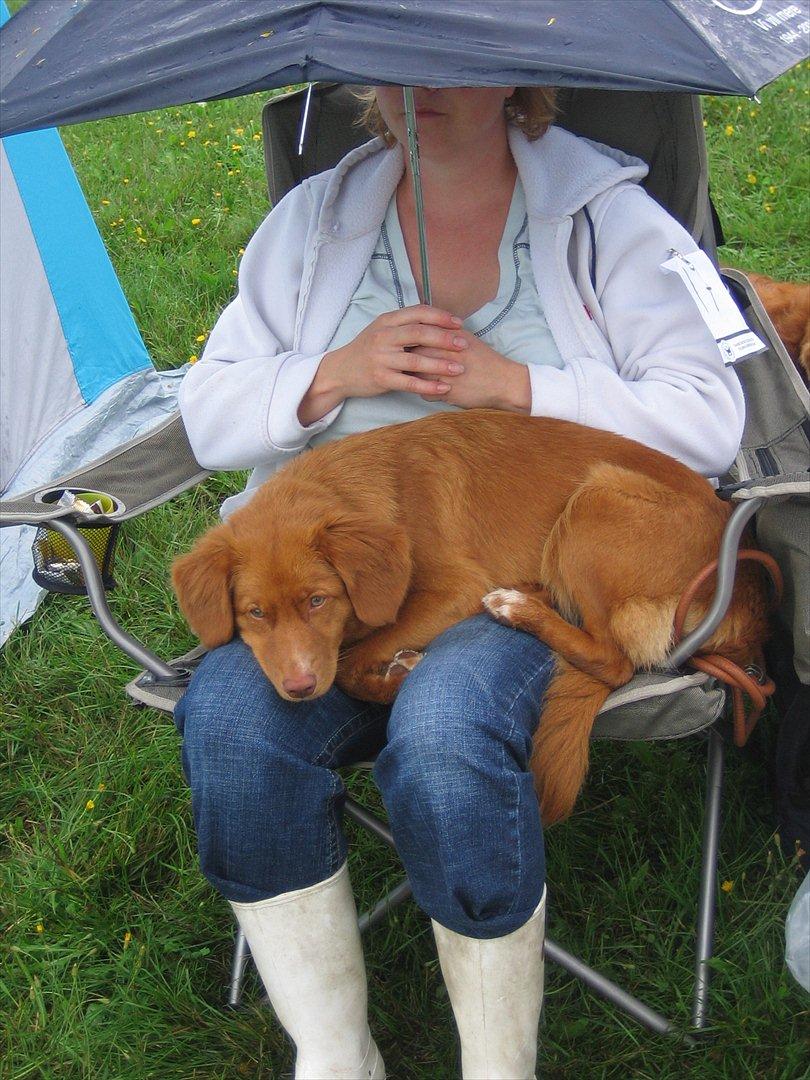 Nova scotia duck tolling retriever Malou - Loxus <3 billede 15