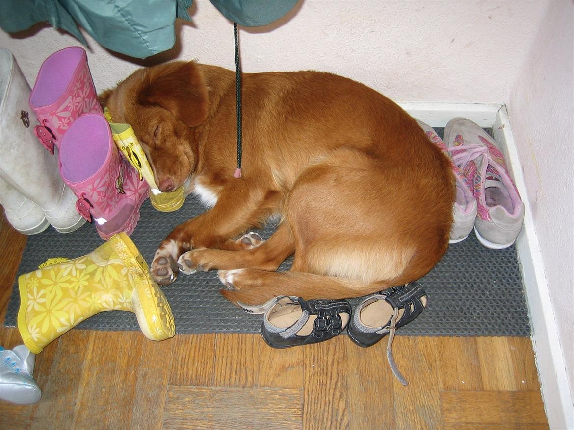 Nova scotia duck tolling retriever Malou - Godnat <3 ZZzzz billede 16