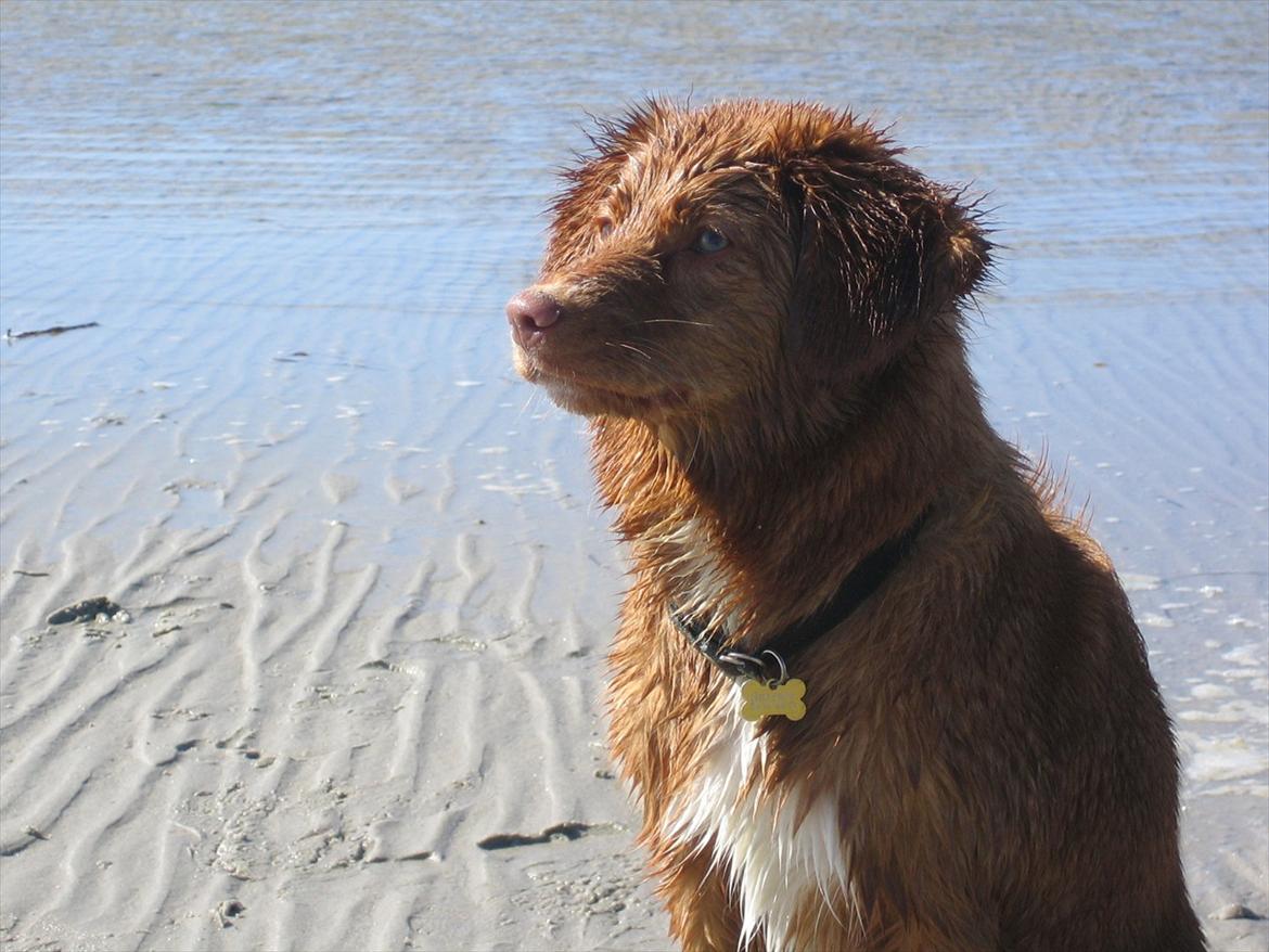 Nova scotia duck tolling retriever Malou - Smuk som Diamanter billede 17