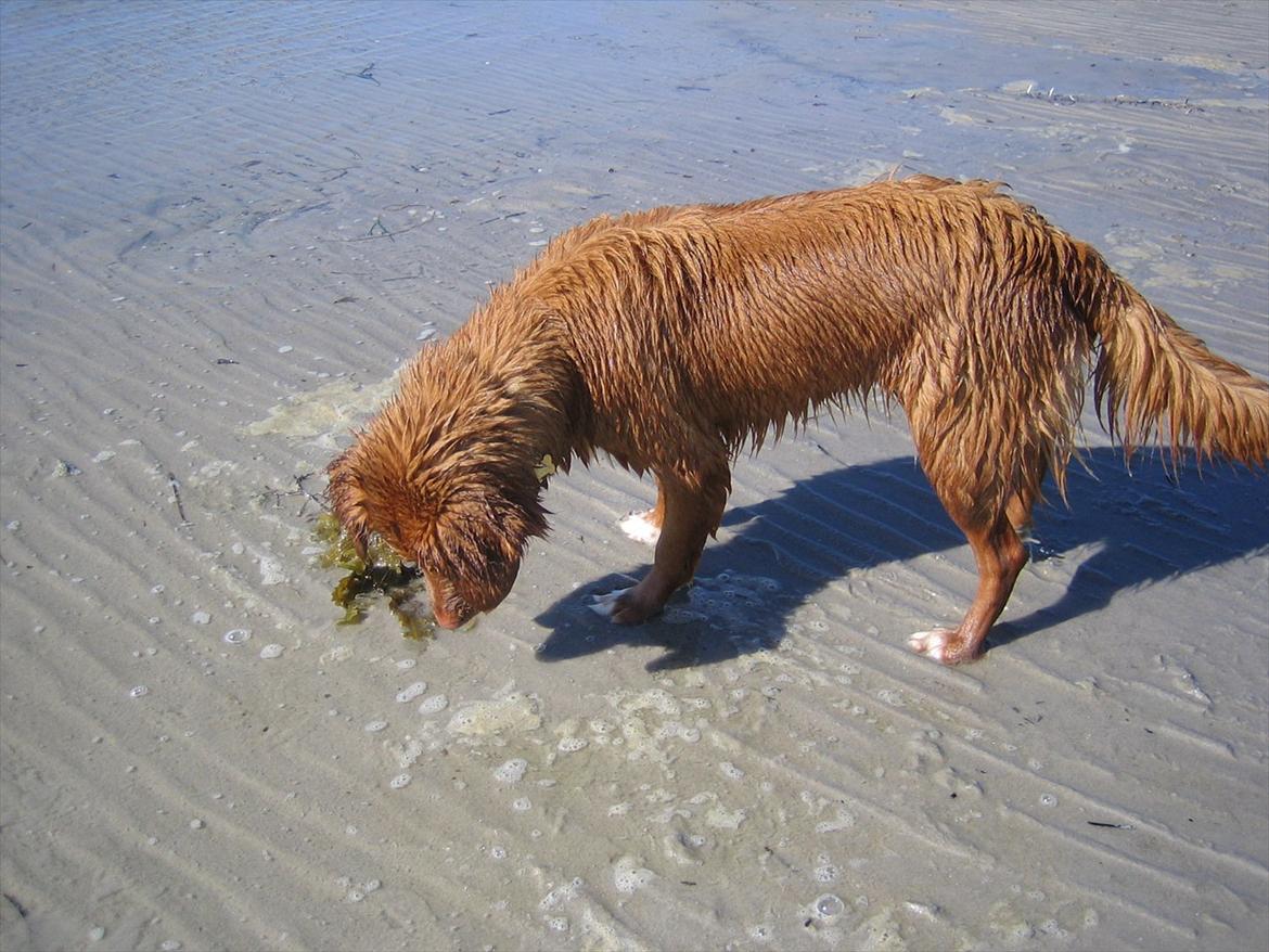 Nova scotia duck tolling retriever Malou - Guffeluf..<3 billede 18