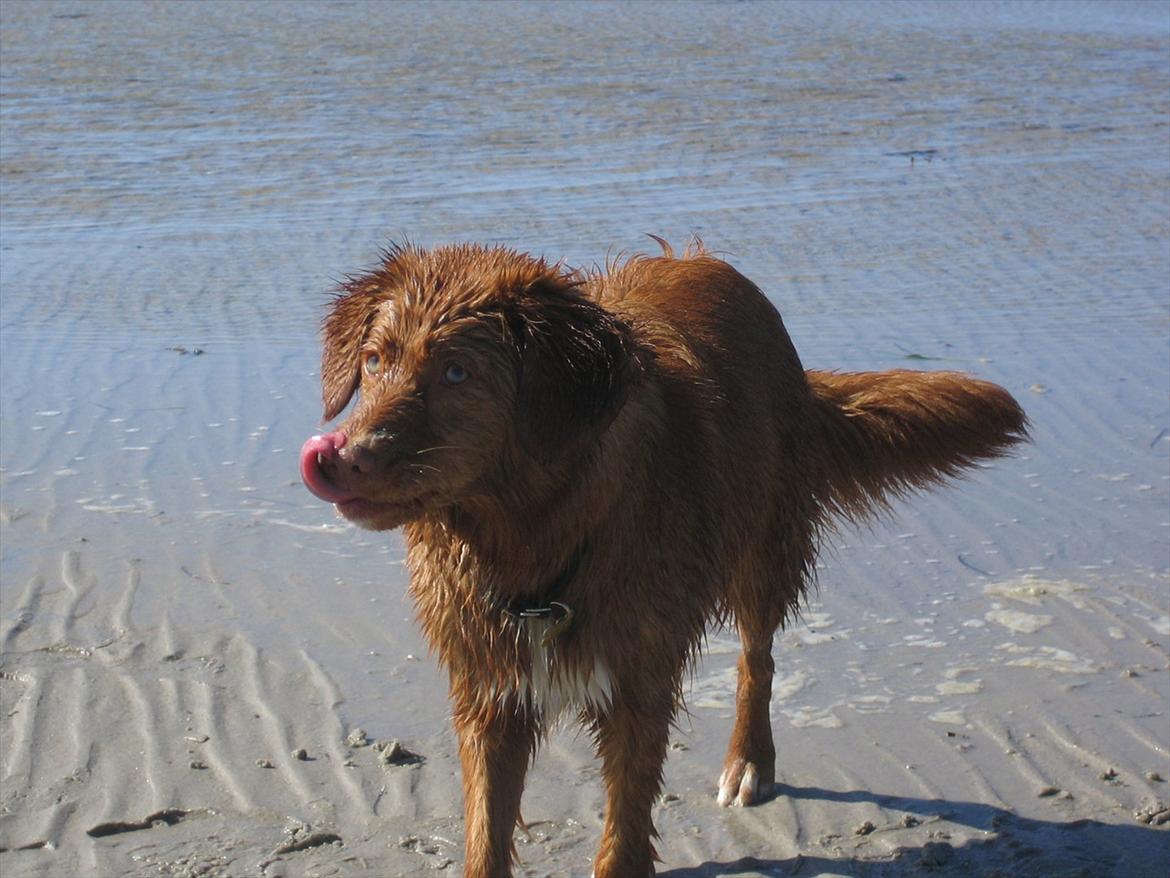 Nova scotia duck tolling retriever Malou - <3 billede 19