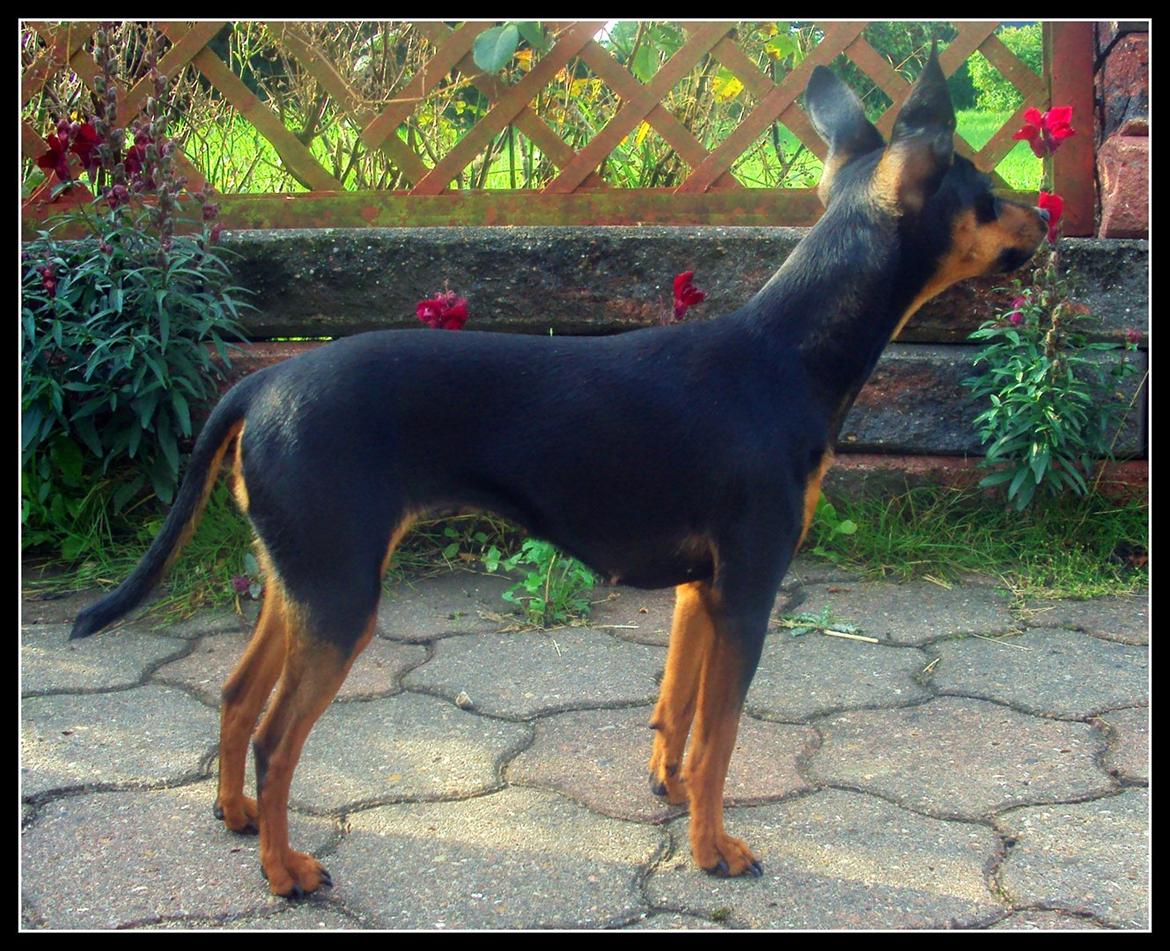 Prazsky krysarik Cleo (Bims) billede 6