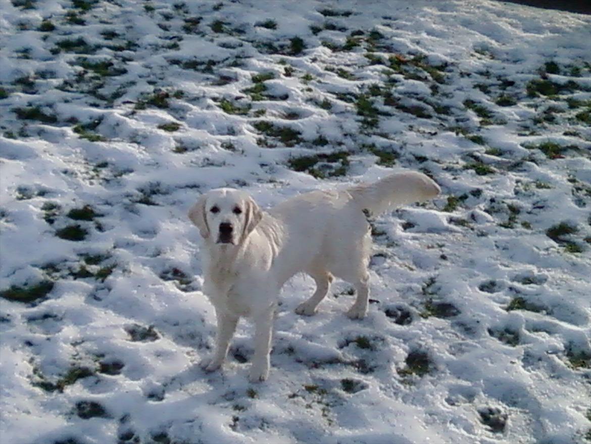 Golden retriever Brokær-Golden Midnightblue Tennesse (Meda) - Meda i sneen :D billede 3