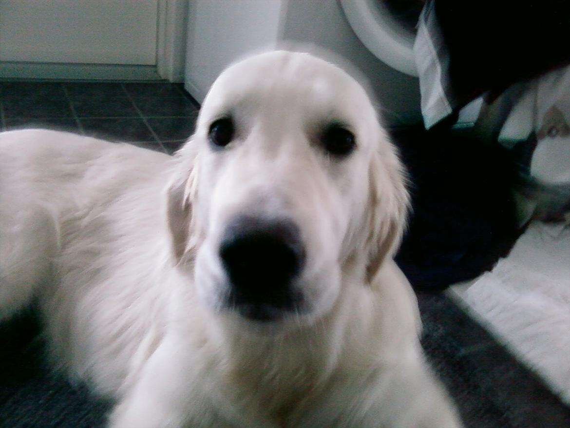 Golden retriever Brokær-Golden Midnightblue Tennesse (Meda) - Nuuuurh! billede 6