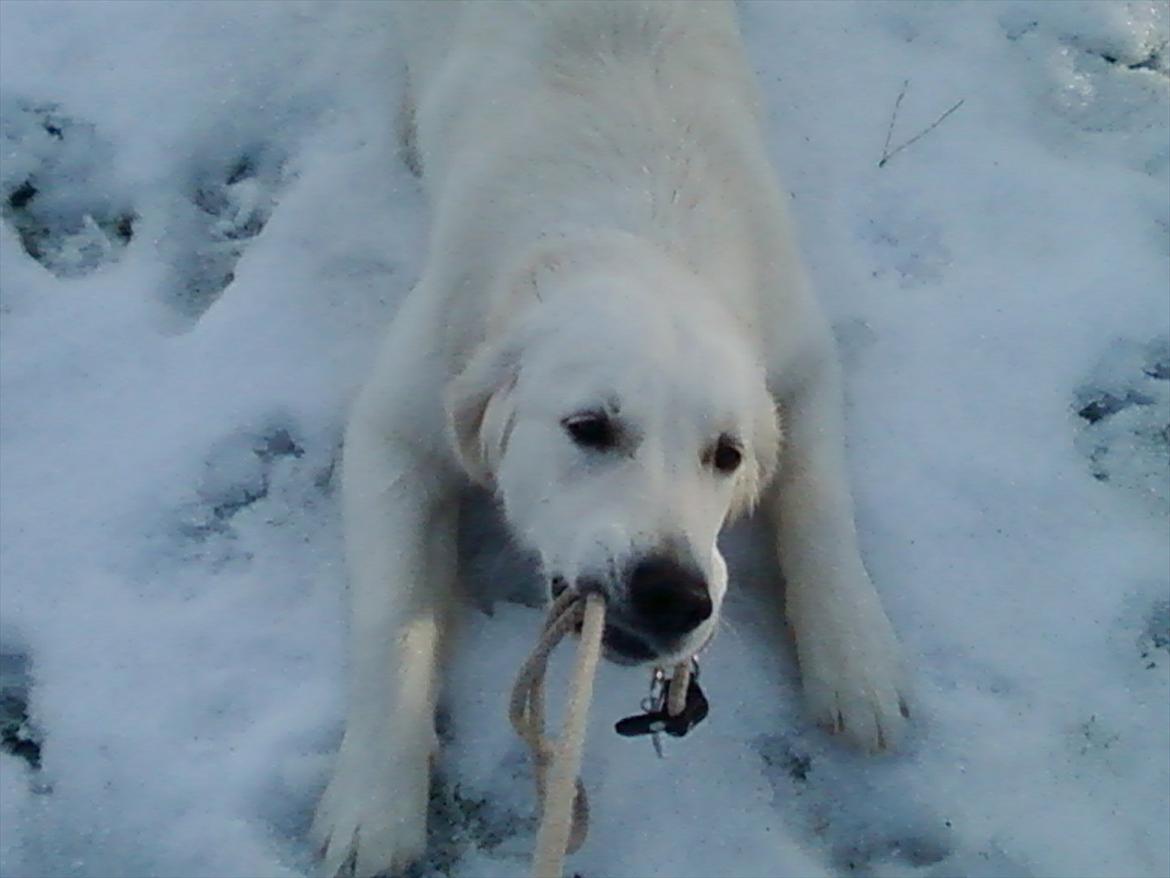 Golden retriever Brokær-Golden Midnightblue Tennesse (Meda) - Grrr! billede 4