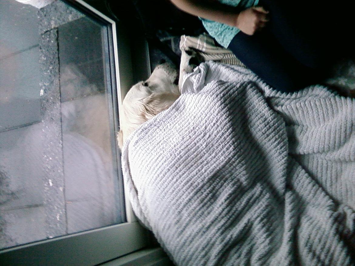 Golden retriever Brokær-Golden Midnightblue Tennesse (Meda) - Efter gåtur i regnvejr. Meda elsker at ligge under et håndklæde, eller at tøffe rundt med det som kappe xD billede 13