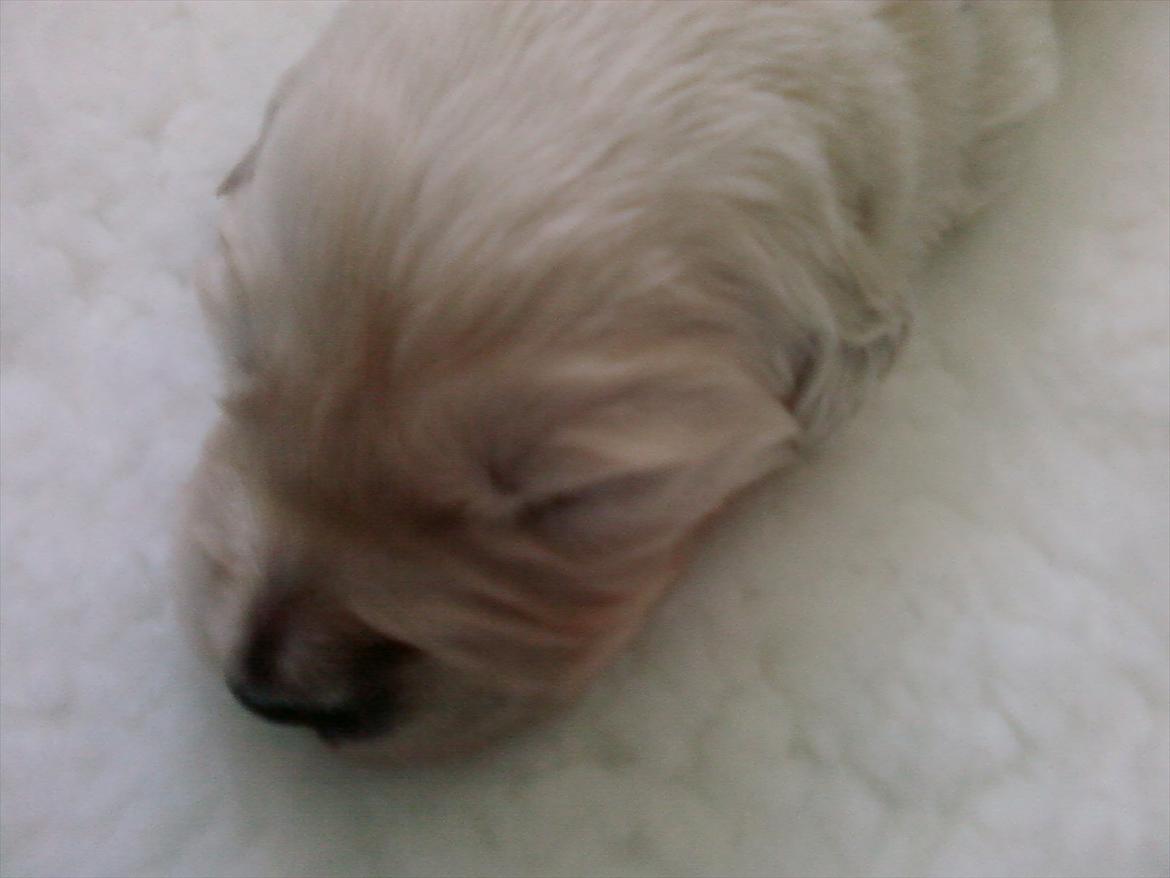 Golden retriever Brokær-Golden Midnightblue Tennesse (Meda) - Nuttegøj! billede 7