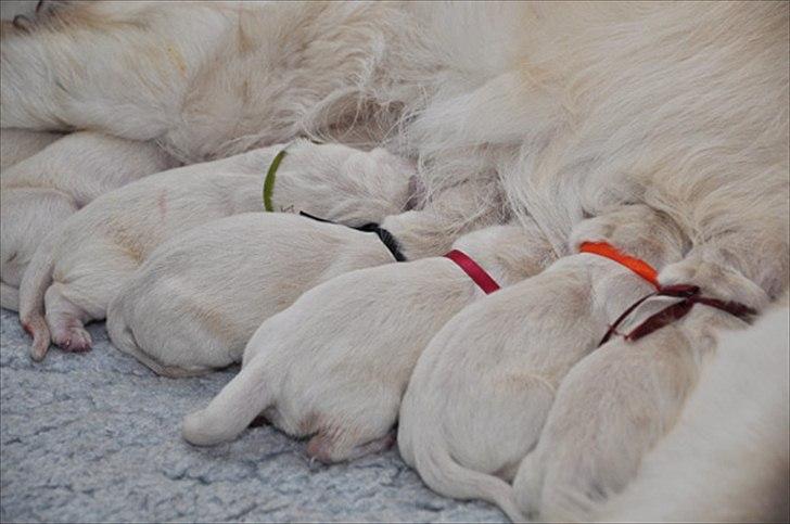 Golden retriever Brokær-Golden Midnightblue Tennesse (Meda) - Meda er den orange ;) billede 9