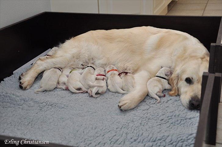 Golden retriever Brokær-Golden Midnightblue Tennesse (Meda) - Meda med alle 9 søskende og mor :O Meda er den orange ;) billede 10
