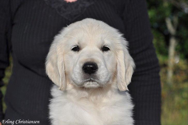 Golden retriever Brokær-Golden Midnightblue Tennesse (Meda) - Meda bliver fotograferet hjemme hos opdrætter. Dovenhed XD billede 11