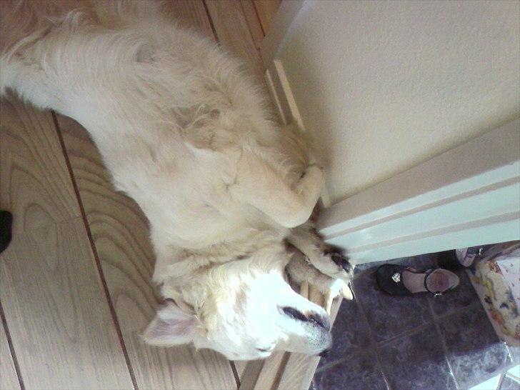 Golden retriever Brokær-Golden Midnightblue Tennesse (Meda) - Meda sover altid mærkeligt! billede 14