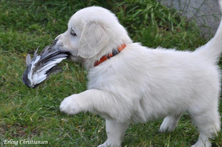 Golden retriever Brokær-Golden Midnightblue Tennesse (Meda) - Så kom der fjer på :D billede 12