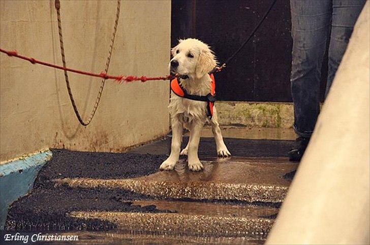 Golden retriever Brokær-Golden Midnightblue Tennesse (Meda) - Meda i hundesvømmehal :D Det var hun god til! billede 15