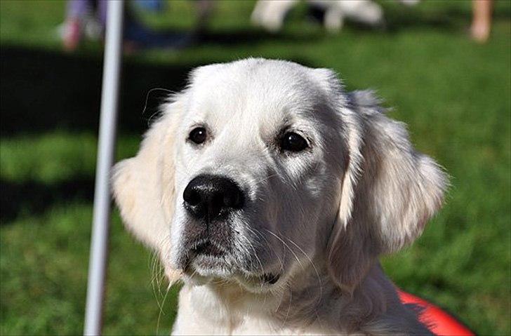 Golden retriever Brokær-Golden Midnightblue Tennesse (Meda) - Meda til skue, hvor vi slapper af :D billede 1
