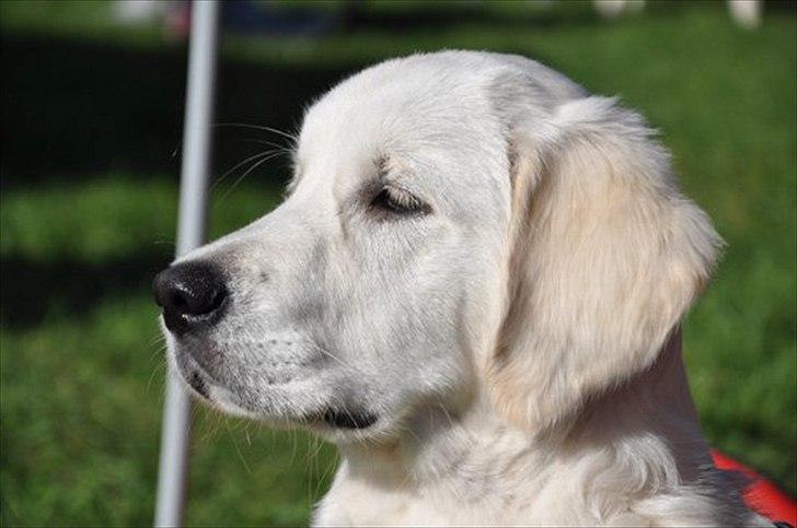 Golden retriever Brokær-Golden Midnightblue Tennesse (Meda) - Igen til skue. Der sker noget interessant inde i ringen :O billede 2