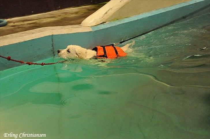 Golden retriever Brokær-Golden Midnightblue Tennesse (Meda) - Svøøøøm Meda :D billede 16