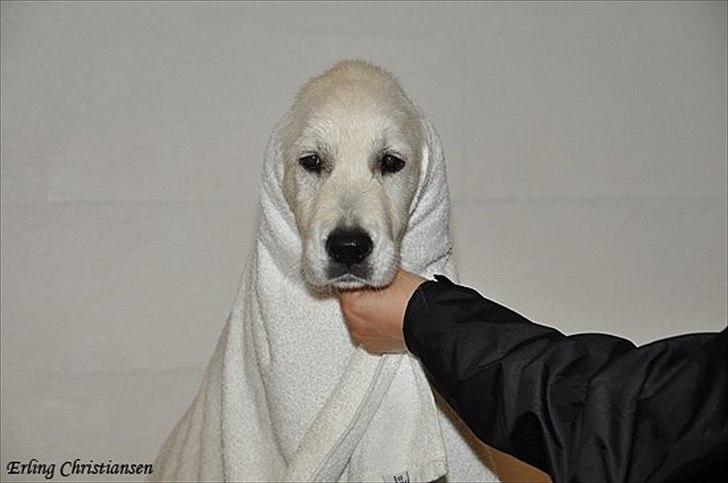 Golden retriever Brokær-Golden Midnightblue Tennesse (Meda) - Tørring efter svømmetur xD billede 17