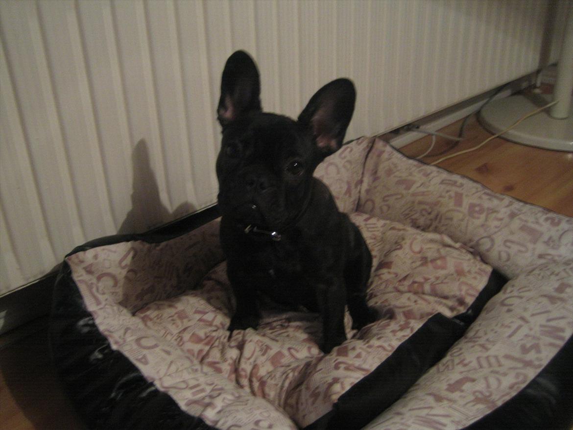 Fransk bulldog Nanna billede 14
