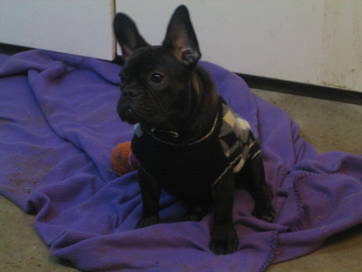 Fransk bulldog Nanna billede 15