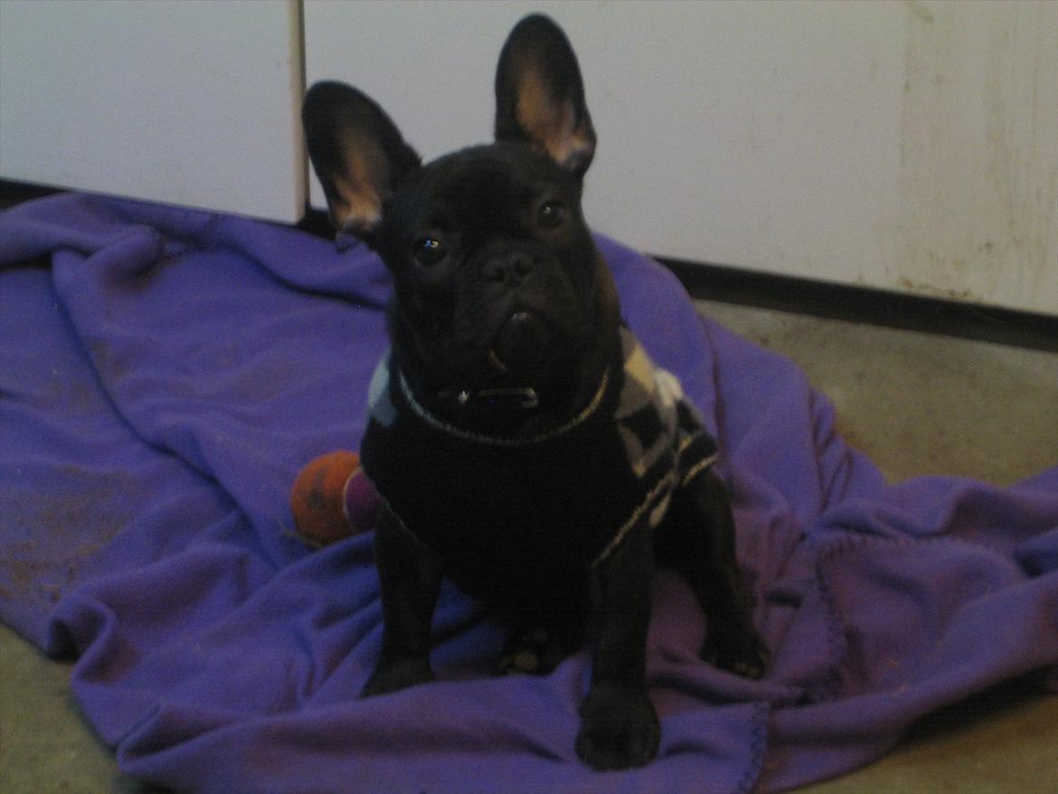 Fransk bulldog Nanna billede 16