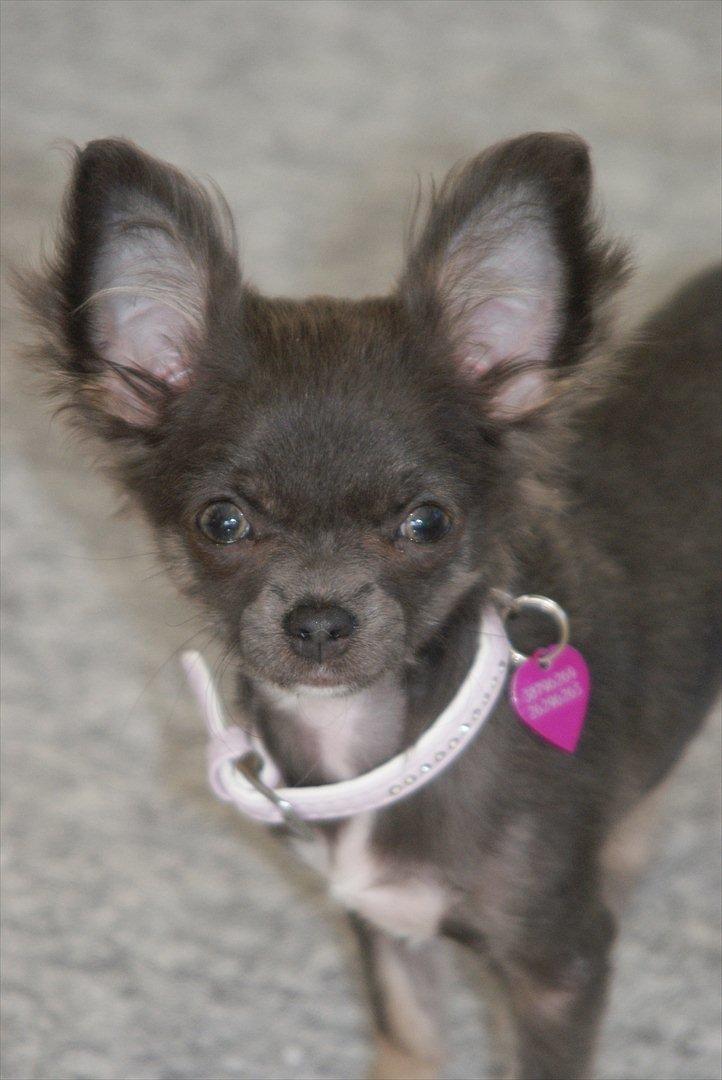 Chihuahua Chica billede 10