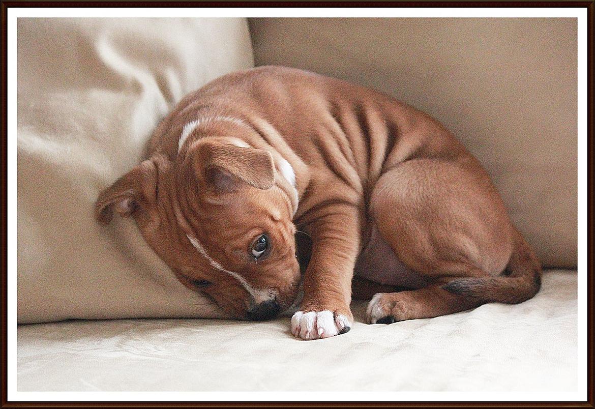 Staffordshire bull terrier Inez  billede 10