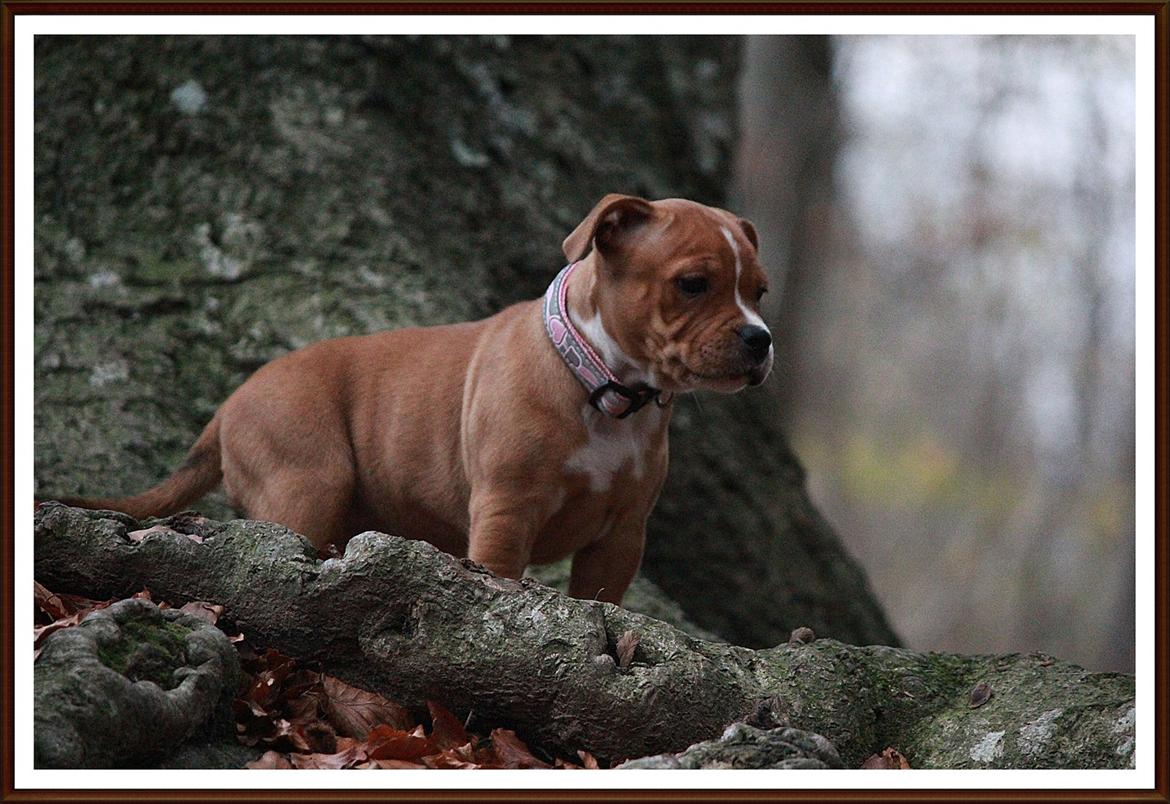 Staffordshire bull terrier Inez  billede 14