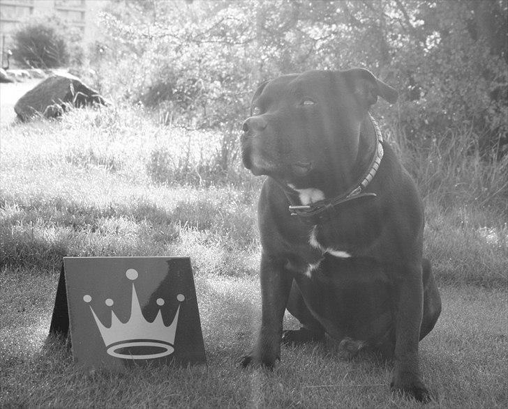 Staffordshire bull terrier Manse - Okt. 2011 billede 20