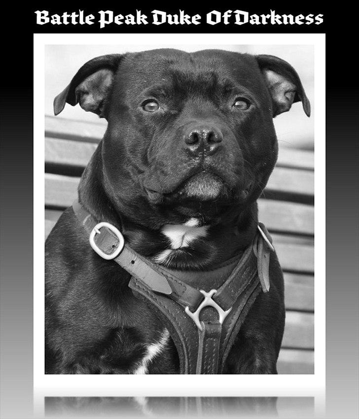 Staffordshire bull terrier Manse billede 14