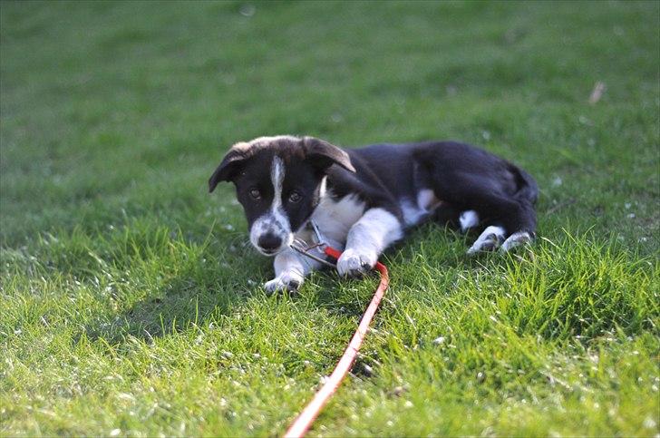 Border collie Penny billede 2