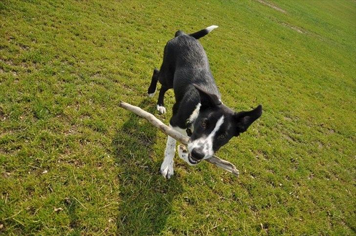 Border collie Penny billede 3