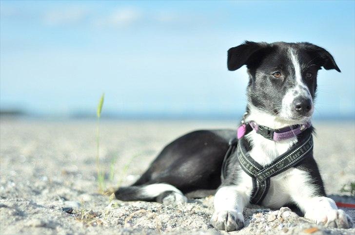 Border collie Penny billede 5